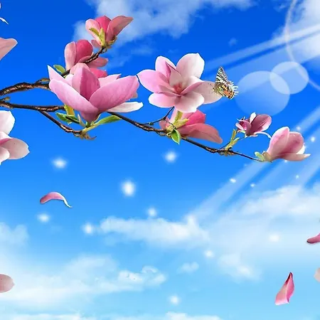 Pokoje Goscinne - Magnolia *